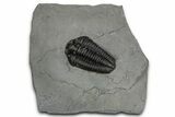 Calymene Niagarensis Trilobite Fossil - New York #357067-1